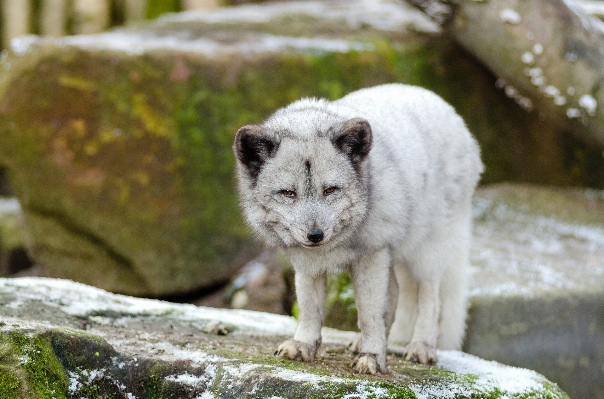 自然 動物 見ている 野生動物 写真