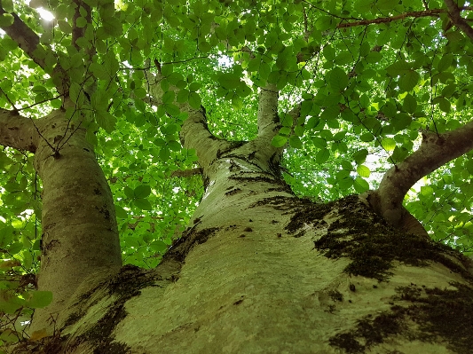 Tree nature forest branch Photo