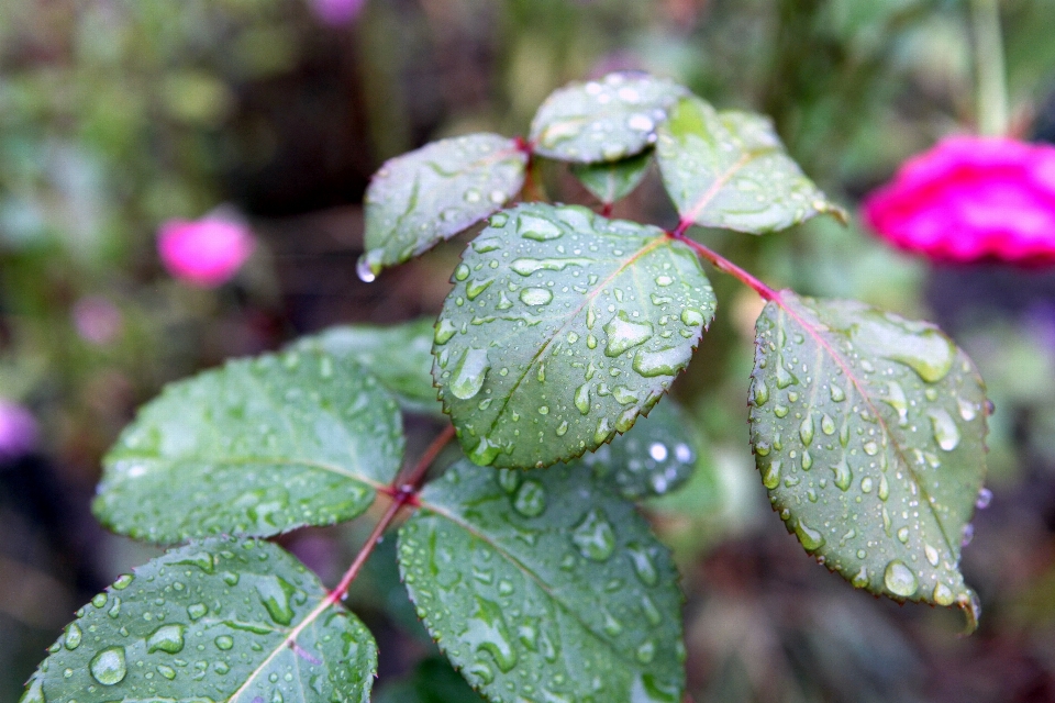 Wasser natur zweig anlage