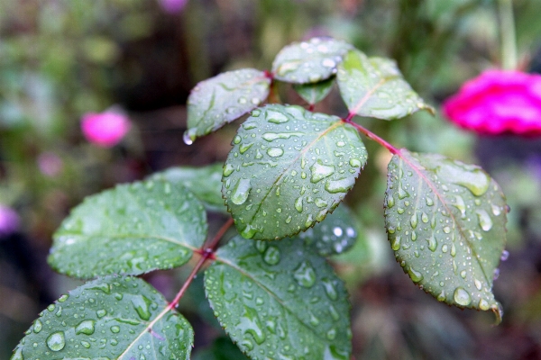 Water nature branch plant Photo