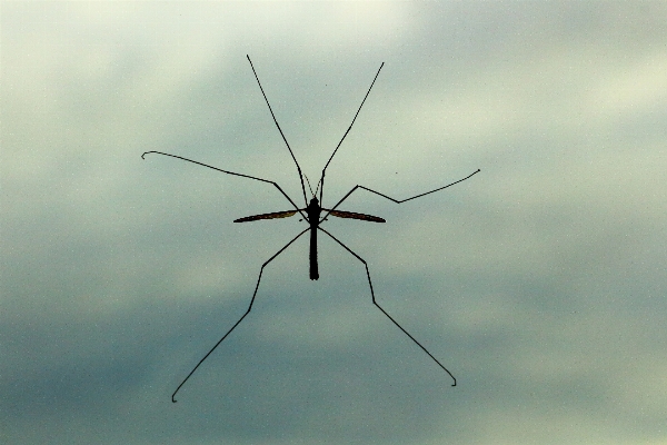 Nature wing wind animal Photo