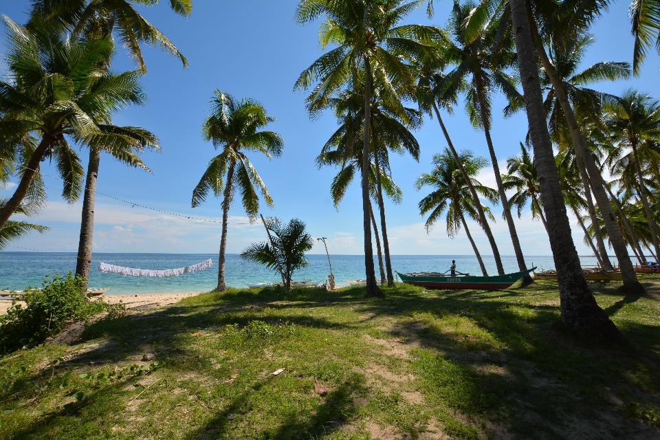 Pantai laut pesisir pohon