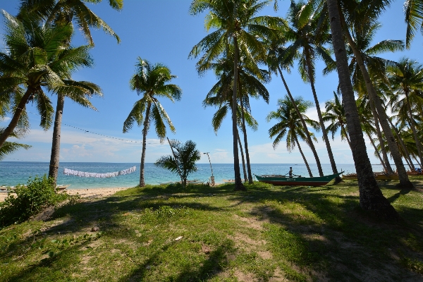 Beach sea coast tree Photo