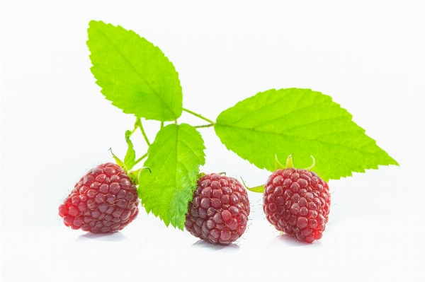 Nature group plant raspberry Photo