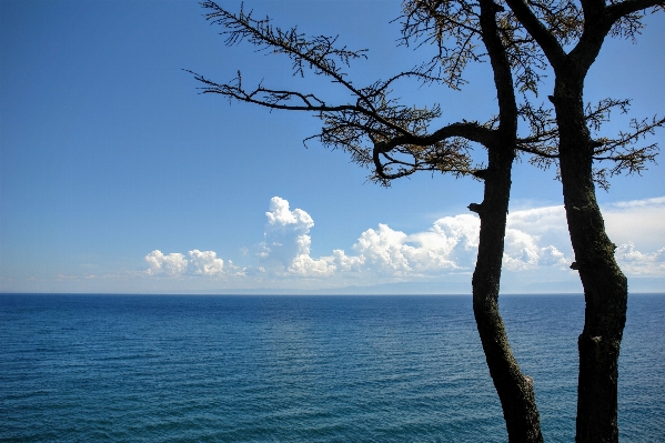 Landschaft meer küste baum Foto