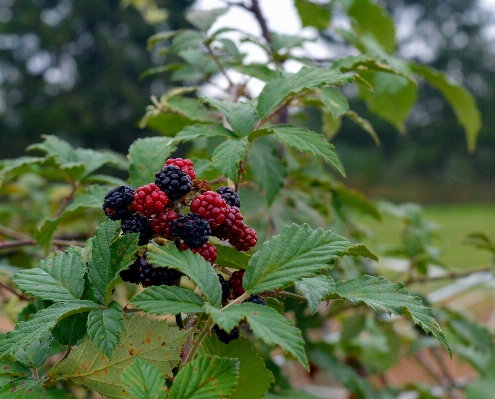 Tree branch blossom plant Photo