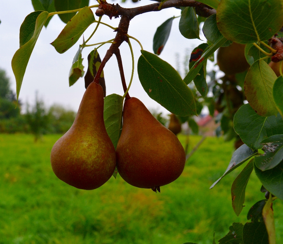 árvore natureza filial plantar