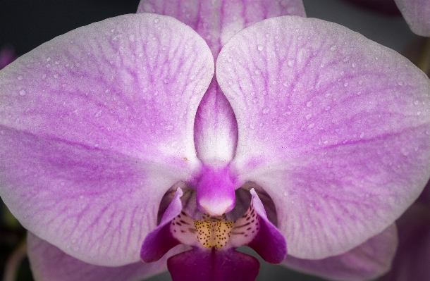 Nature blossom plant flower Photo