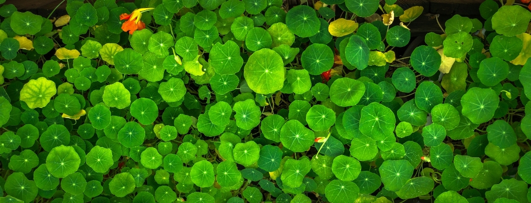 Foto Alam rumput abstrak tanaman