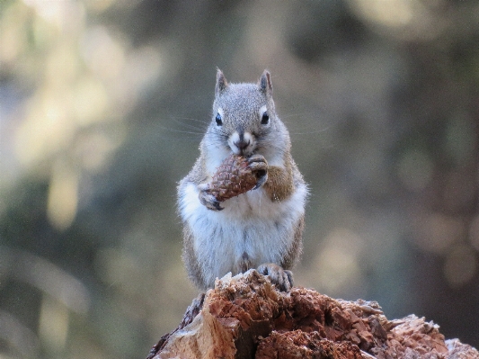 Nature forest outdoor animal Photo