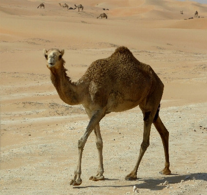 Landscape sand desert wildlife Photo