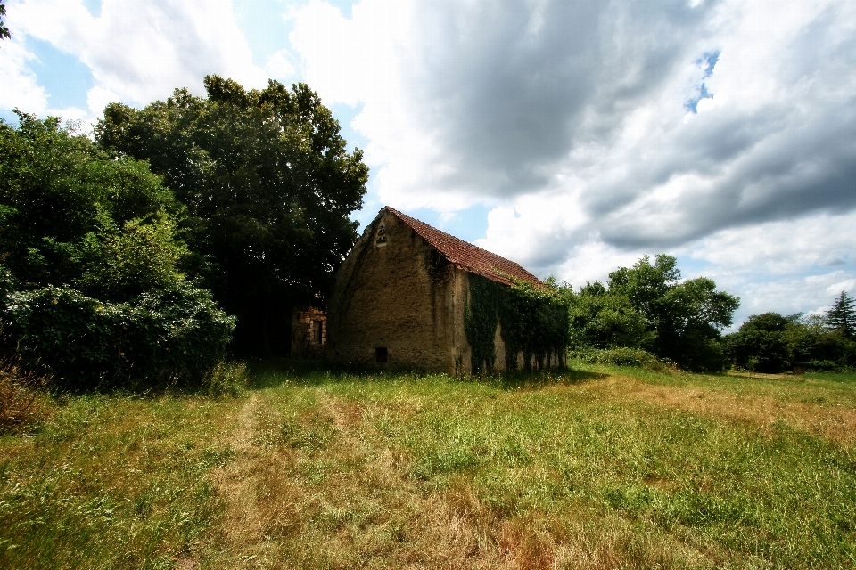 árvore grama nuvem campo