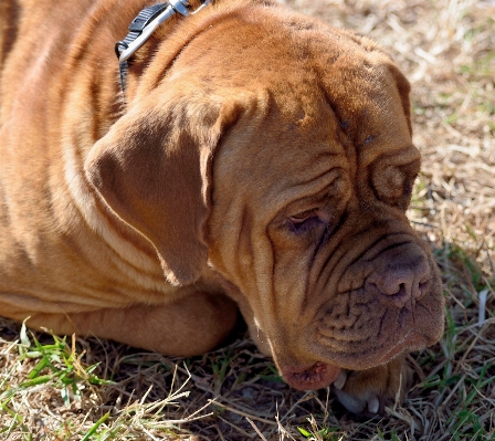 Foto All'aperto dolce cucciolo cane