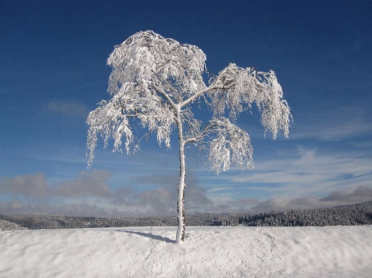 Landscape tree mountain snow Photo