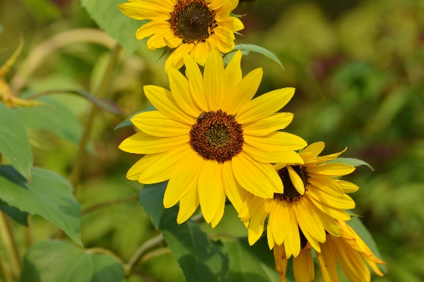 Blossom plant field flower Photo