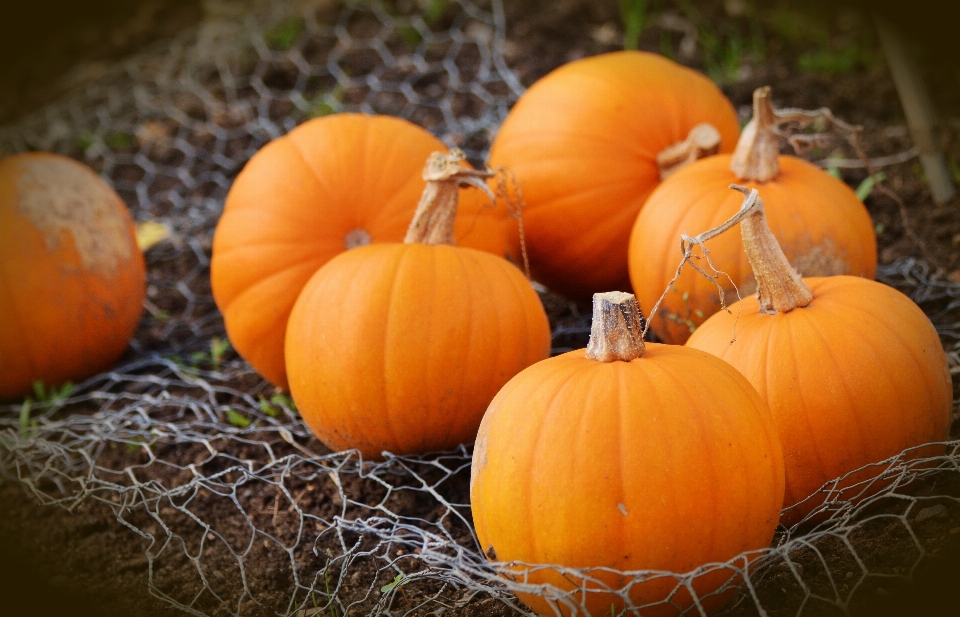 Orange produzieren herbst kürbis