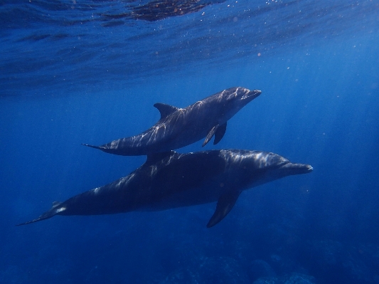 Sea ocean animal diving Photo