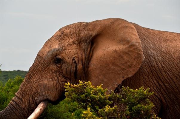 Foto Margasatwa afrika mamalia fauna