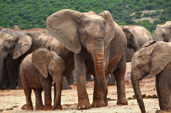 Adventure wildlife zoo africa Photo