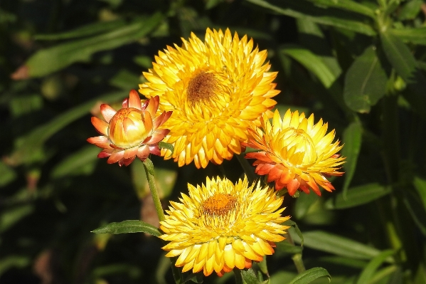 自然 植物 花 咲く 写真