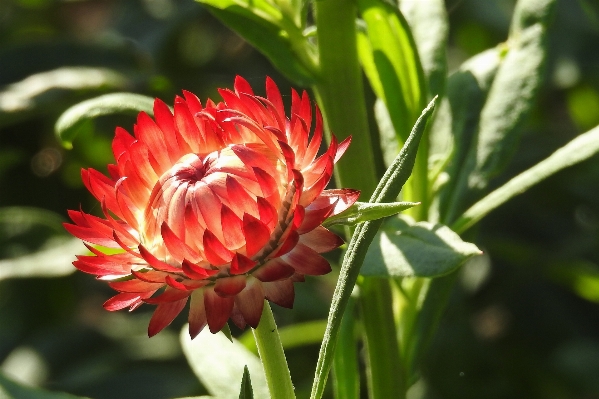 自然 植物 花 花弁 写真