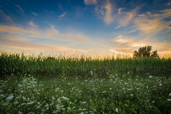 Landscape nature grass horizon Photo