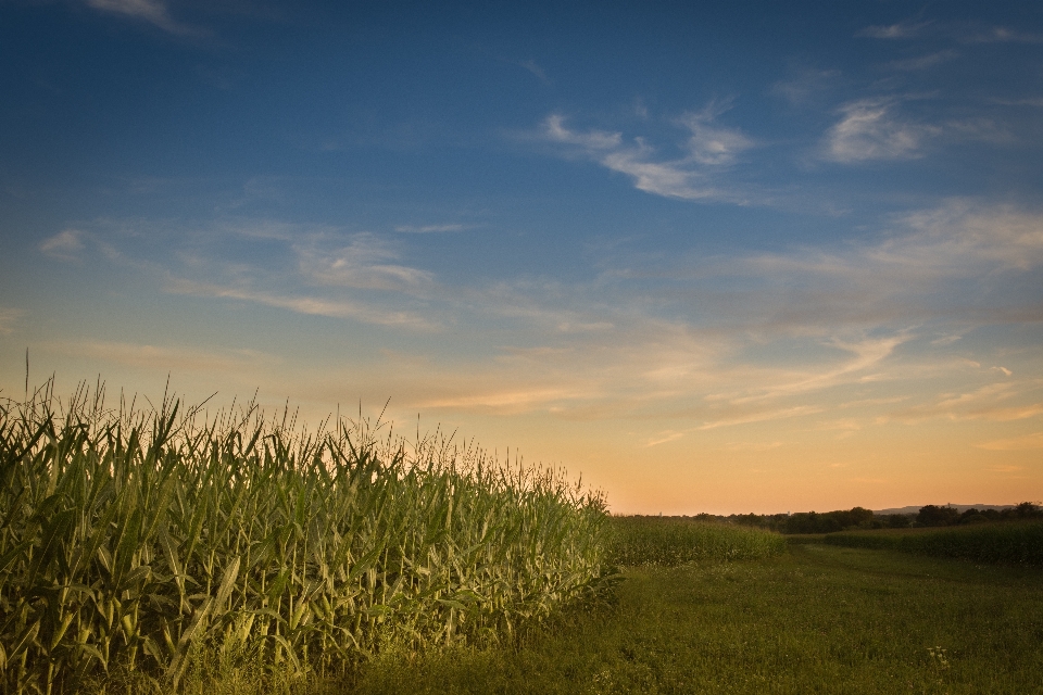 Landschaft natur gras horizont