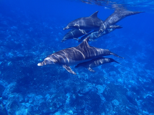 Sea ocean people animal Photo