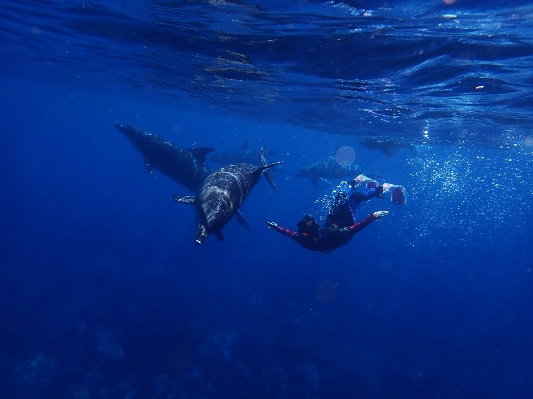 Sea ocean people animal Photo