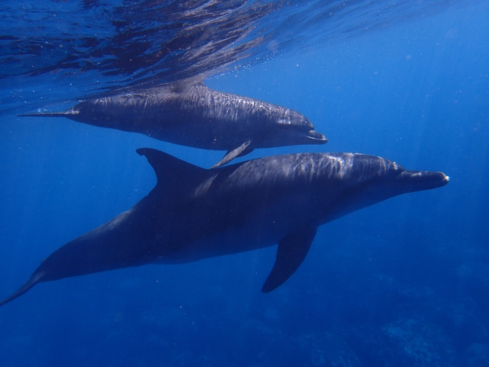 Morze ocean zwierzę nurkowanie