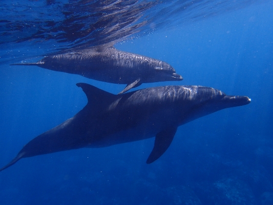 Sea ocean animal diving Photo