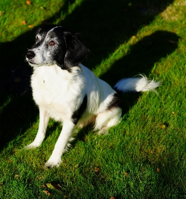 Grass sweet puppy dog Photo