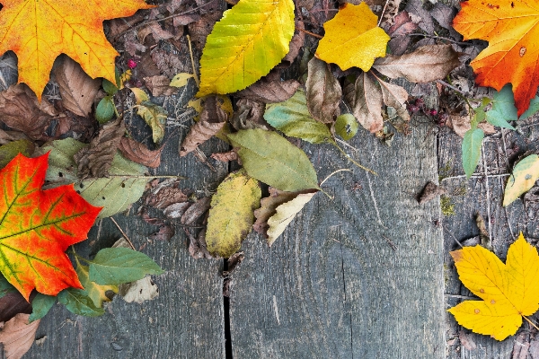 Tree plant wood plank Photo