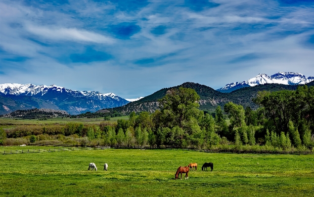 Landscape nature forest grass Photo