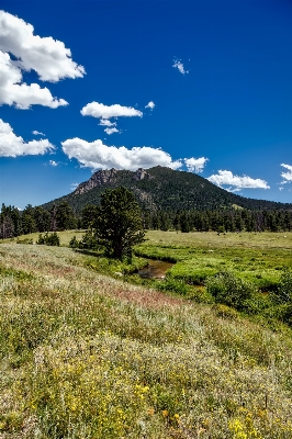 Landscape tree nature forest Photo