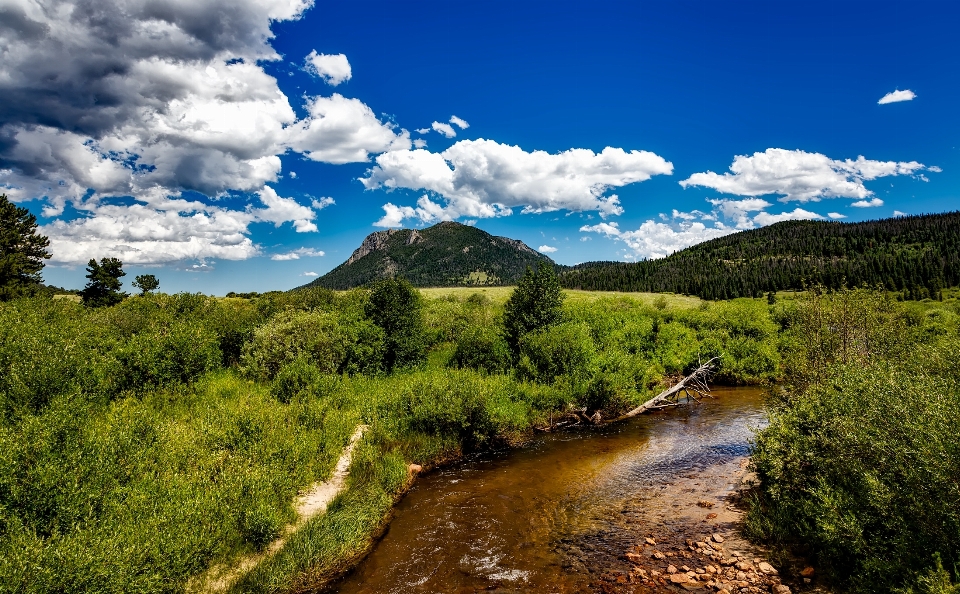 Paisaje árbol naturaleza bosque