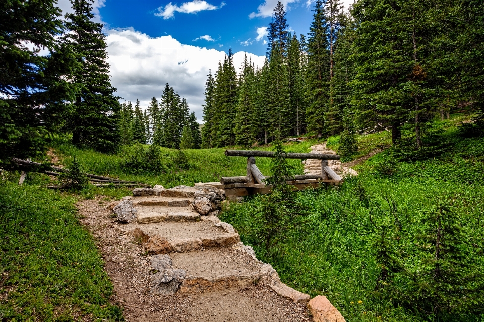 Paisaje árbol naturaleza bosque