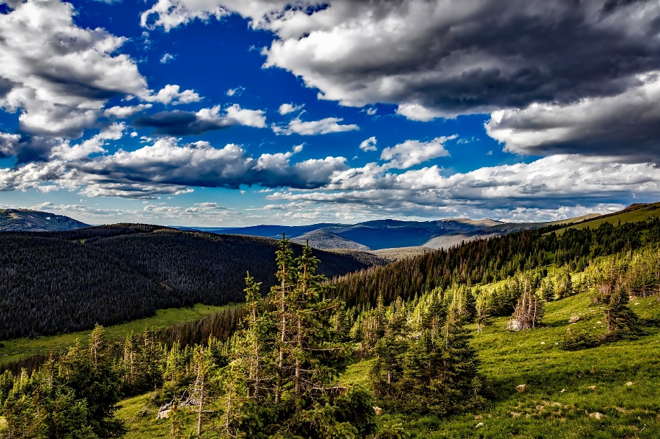 Landscape tree nature forest