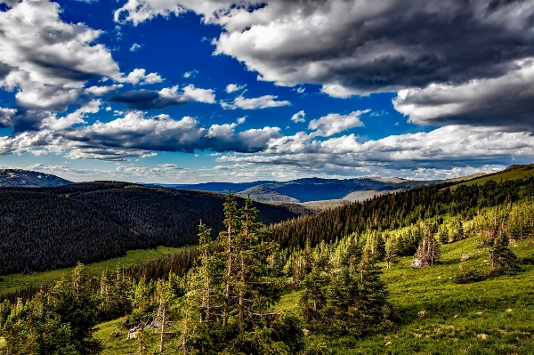 Landscape tree nature forest Photo