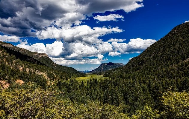 Landscape tree nature forest Photo