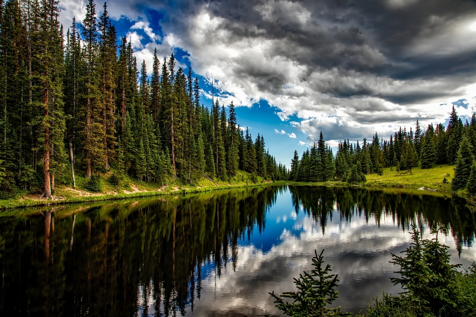 Landscape tree water nature