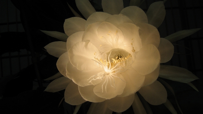 Cactus plant white flower Photo