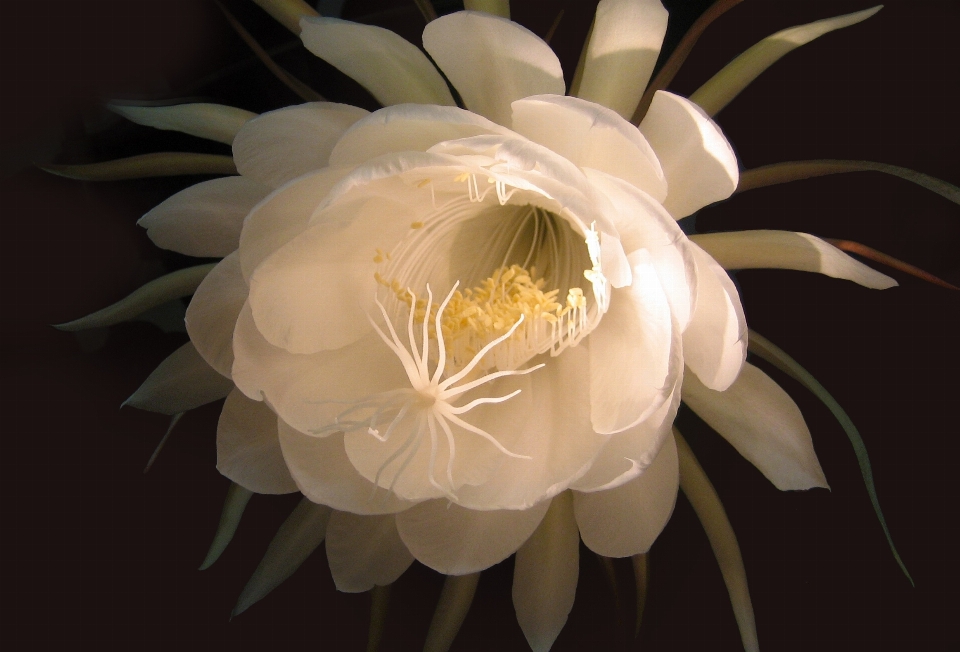 Cactus
 pianta bianco fiore