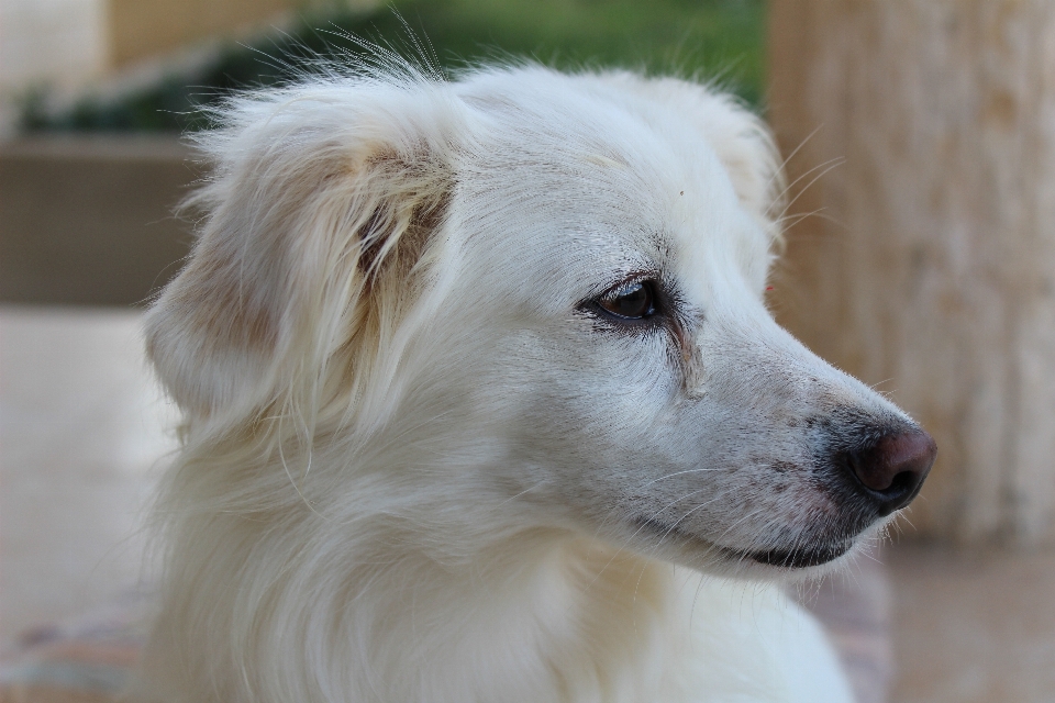 Blanco cachorro perro animal