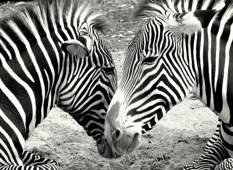 Noir et blanc
 faune zoo mammifère