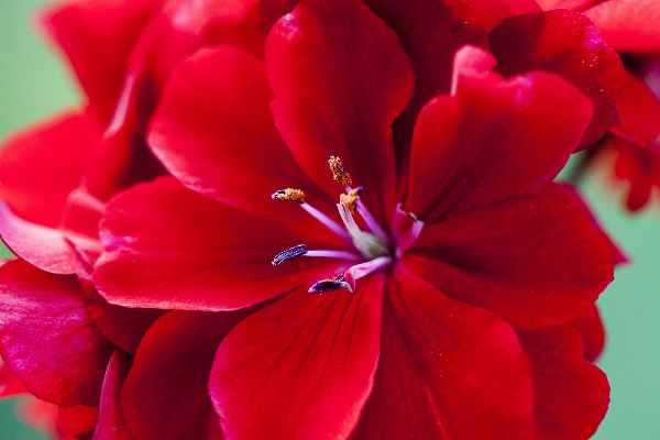 Blossom plant flower petal Photo