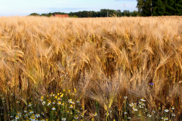 Landscape nature grass plant Photo