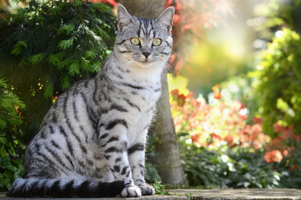 Photo Animal de compagnie portrait chat mammifère