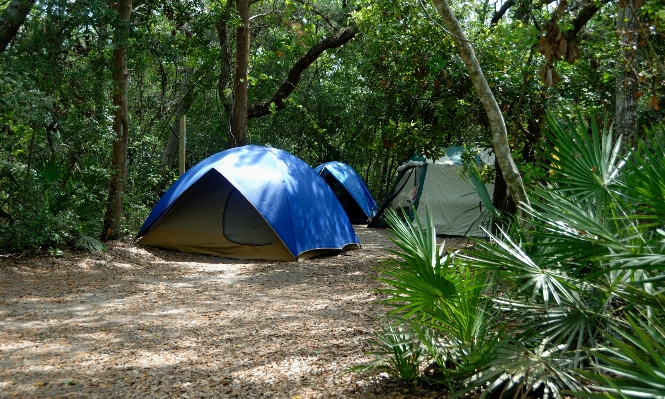 Landscape nature forest wilderness Photo