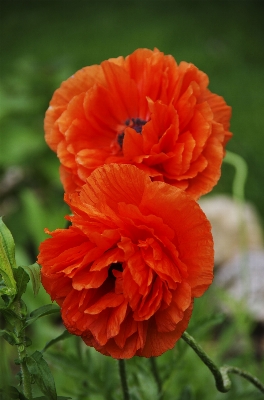 Foto Fiore pianta petalo arancia